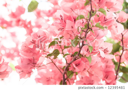 Paper flowers or Bougainvillea Paper flowers or Bougainvillea 12395481