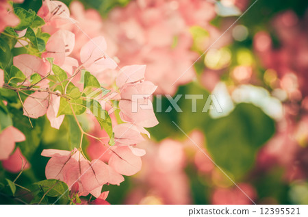 Paper flowers or Bougainvillea vintage Paper flowers or Bougainvillea vintage 12395521