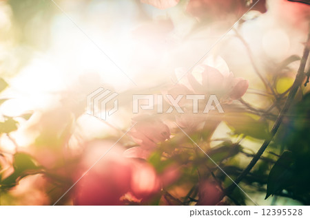 Paper flowers or Bougainvillea vintage Paper flowers or Bougainvillea vintage 12395528