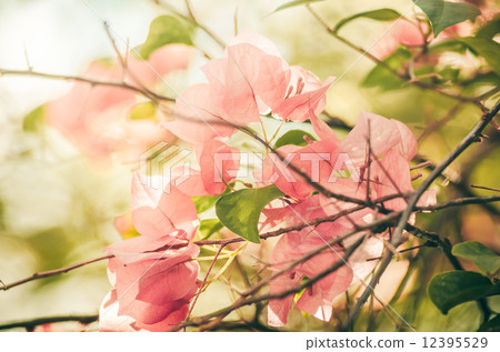 Paper flowers or Bougainvillea vintage Paper flowers or Bougainvillea vintage 12395529