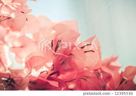 Paper flowers or Bougainvillea vintage Paper flowers or Bougainvillea vintage 12395530