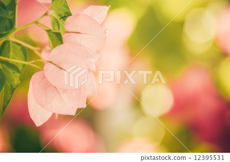 Paper flowers or Bougainvillea vintage Paper flowers or Bougainvillea vintage 12395531