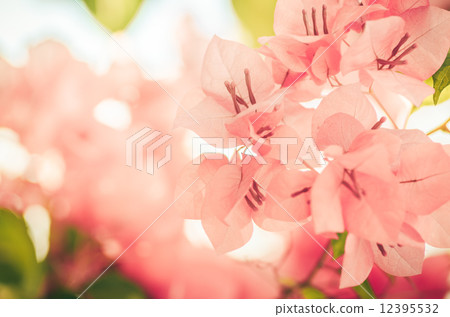 Paper flowers or Bougainvillea vintage Paper flowers or Bougainvillea vintage 12395532