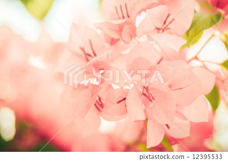 Paper flowers or Bougainvillea vintage Paper flowers or Bougainvillea vintage 12395533