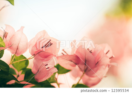 Paper flowers or Bougainvillea vintage Paper flowers or Bougainvillea vintage 12395534