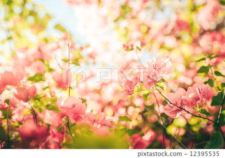 Paper flowers or Bougainvillea vintage Paper flowers or Bougainvillea vintage 12395535