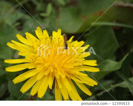 Western dandelion and Minami hirataav 12395615