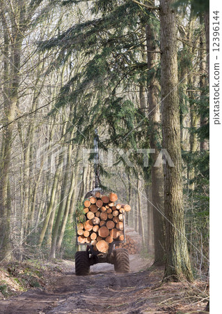 Forestry in a Dutch forest Forestry in a Dutch forest 12396144