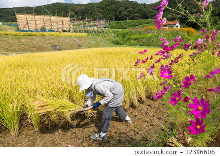 一個收穫大米的女人 12396606