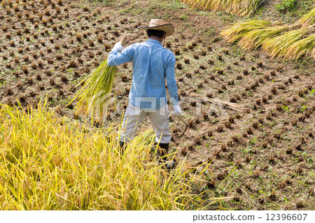 收穫的男人 12396607