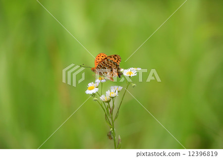 Zuma giuna Zuma giuna 12396819