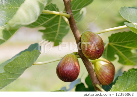 無花果樹 無花果樹 12396868