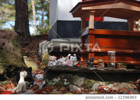 Cats shrine of Tashirojima 12396903