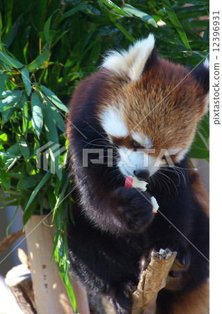 Lesser panda Baby was born 12396931