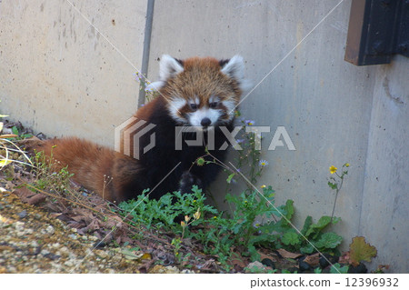 Lesser panda Baby was born 12396932