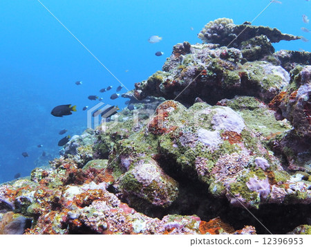 Colored corals Colored corals 12396953