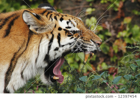 Tra amour tiger 12397454