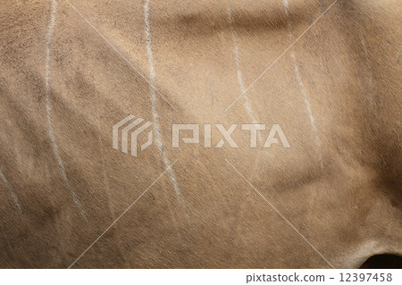 Ella's coat Ella's coat 12397458