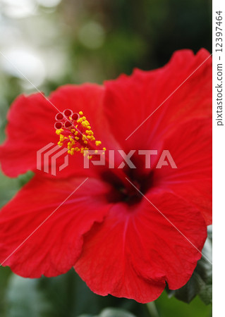 Hibiscus 12397464
