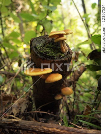 mushroom mushroom 12397524