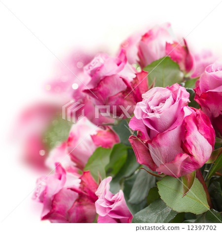 rose flowers close up  12397702