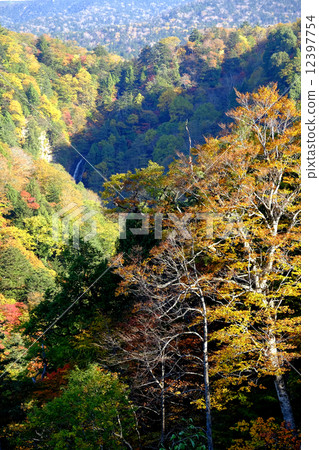 Autumn leaves 12397754