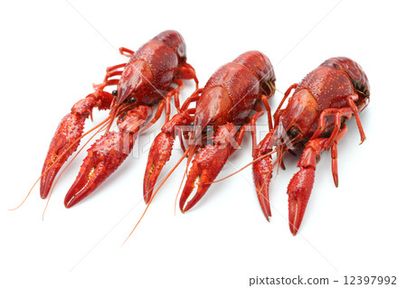 Boiled American crayfish 12397992