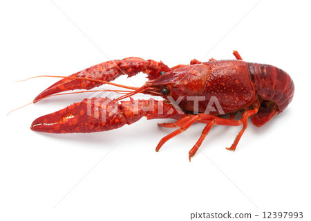 Boiled American crayfish 12397993