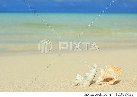Fragments and shells of beach coral of Okinawa 12398432