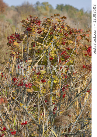 autumn viburnum 12398508
