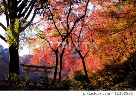 Okuchiuchi,Kohyanagano市的長壽寺秋葉 Okuchiuchi,Kohyanagano市的長壽寺秋葉 12398536