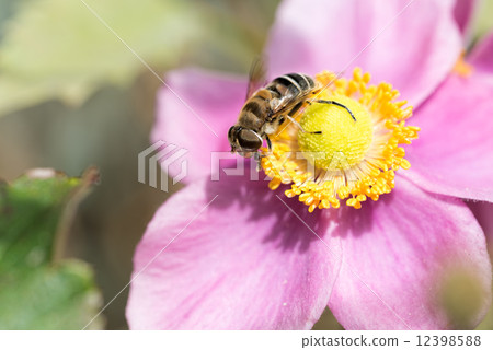 Hanaab和Shuikikige 12398588