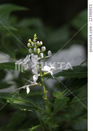 Feline bean sprouts Feline bean sprouts 12398923