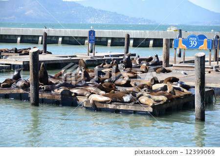 Fisherman's Wharf, Sea Sea of Pier 39 12399069