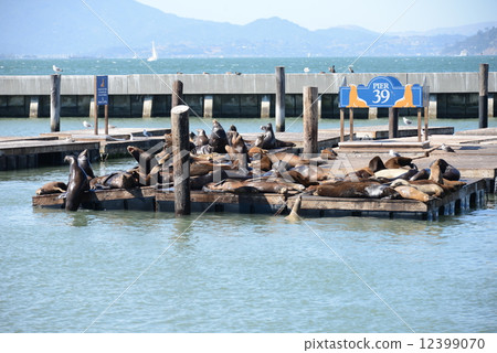 Fisherman's Wharf, Sea Sea of Pier 39 Fisherman's Wharf, Sea Sea of Pier 39 12399070