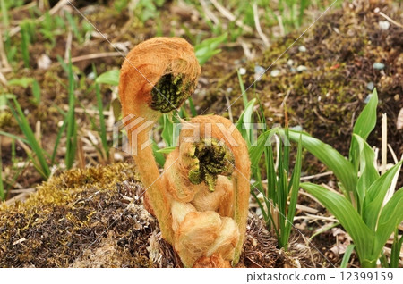 Yamano Grass · Yamadori Spring Funny Shoots · Horizontal Position 12399159