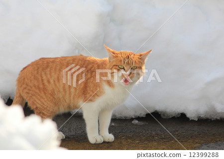 茶雪龜哭泣和敬禮在多雪的牆壁之間堆積了 茶雪龜哭泣和敬禮在多雪的牆壁之間堆積了 12399288