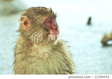 New Year's card 2016 Champion of a wild monkey living on the beach not losing the rain · sea back lateral position New Year's card 2016 Champion of a wild monkey living on the beach not losing the rain · sea back lateral position 12399343