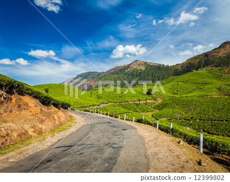Green tea plantations in Munnar, Kerala, India 12399802