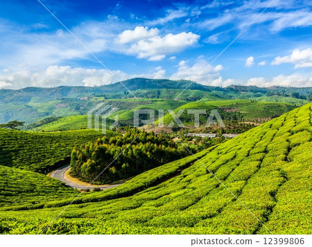 Green tea plantations in Munnar, Kerala, India 12399806