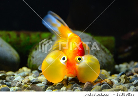 甜口香糖 甜口香糖 12399852