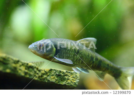 Lake Biwa Indigenous Species Bivalvia 12399870