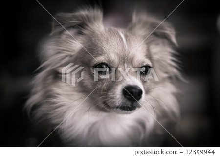 奇瓦瓦的肖像 12399944