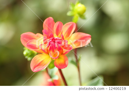 Dahlia flower Dahlia flower 12400219