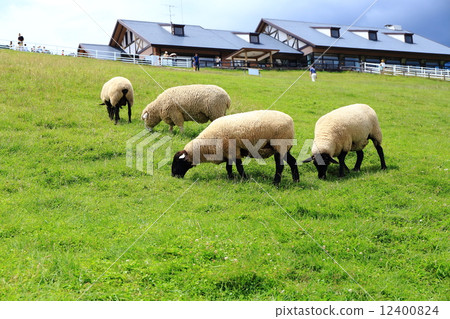 Sheep 3 Sheep 3 12400824