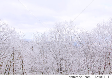 雪和樹木 12401101