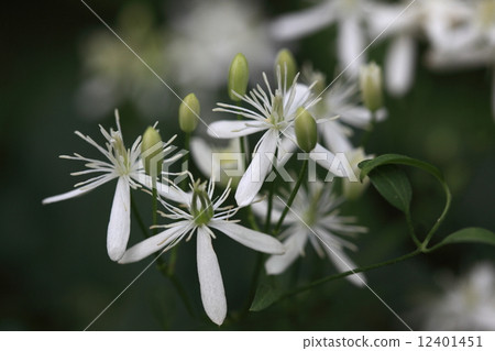 Natural plant Senneninsou, white flowers bloom one after another at the end of summer Natural plant Senneninsou, white flowers bloom one after another at the end of summer 12401451