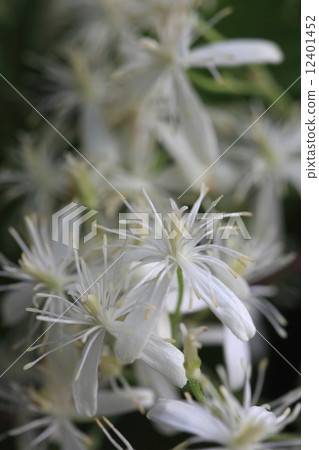 Natural plant Senneninsou, the name of a hermit is not derived from a flower, because the white hair of a fruit reminiscent of a beard of a heron Natural plant Senneninsou, the name of a hermit is not derived from a flower, because the white hair of a fruit reminiscent of a beard of a heron 12401452