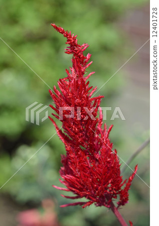 Umoe goose (feather chicken head) 12401728