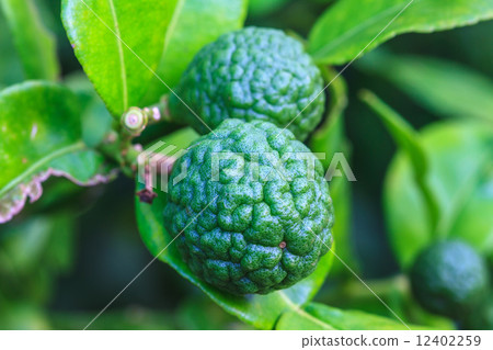 Bergamot on Tree 12402259